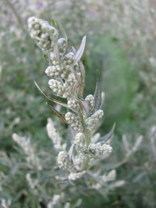Artemisia californica Полынь