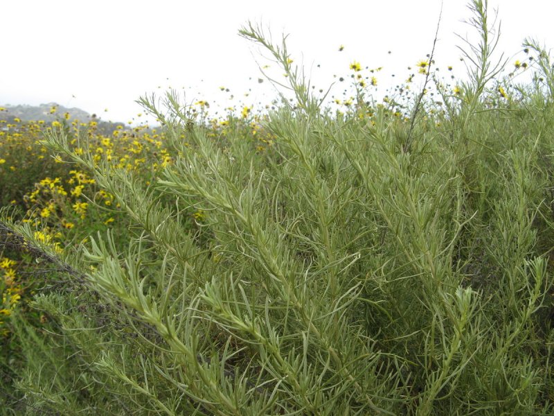 Полынь холодная Artemisia frigida