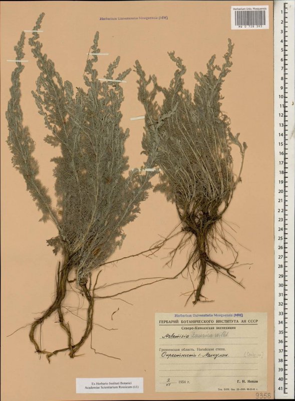 Artemisia Taurica Willd. - Полынь Крымская