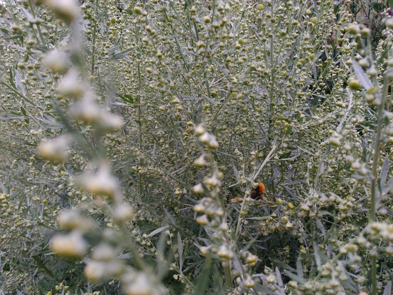 Полынь трехзубчатая Artemisia