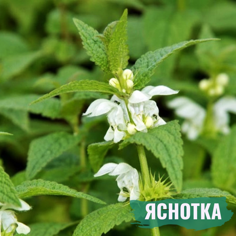 Яснотка пятнистая альбум