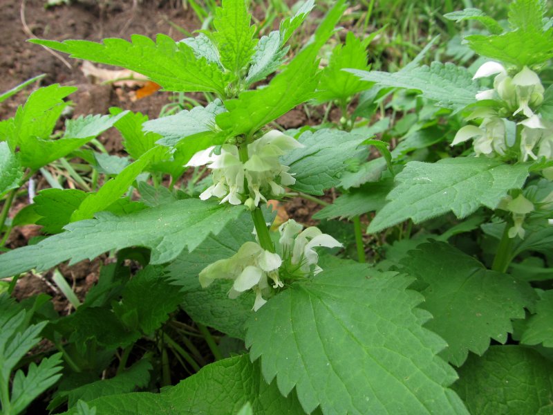 Яснотка белая (Lamium album l.)