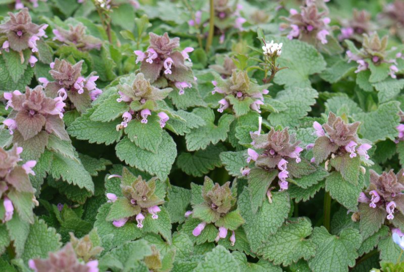Lamium glaberrimum