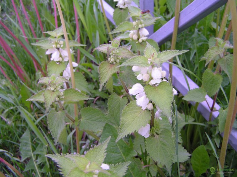 Яснотка пурпурная - Lamium purpureum