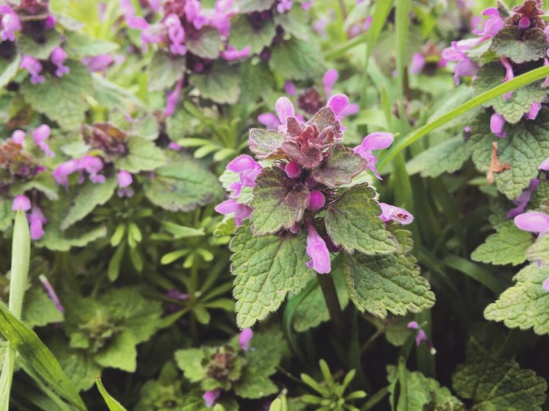 Lamium растение