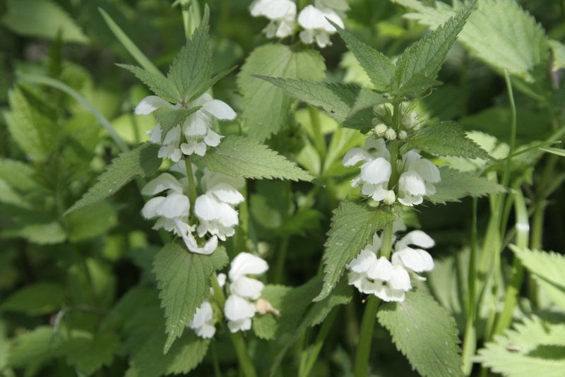 Яснотка пурпурная - Lamium purpureum