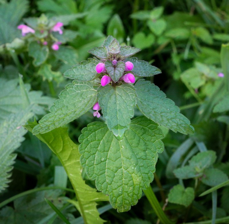 Яснотка (Lamium)