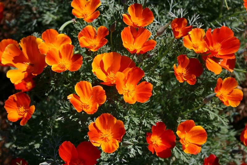 Eschscholzia californica эшшольция Калифорнийская