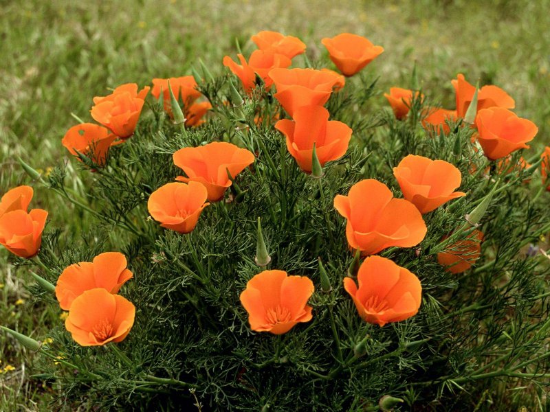 Eschscholzia californica эшшольция Калифорнийская