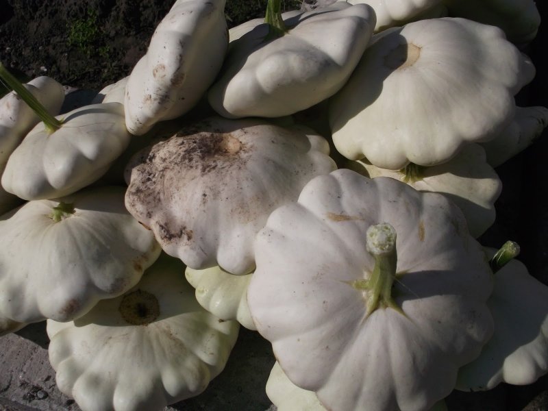 Patty Pan Squash