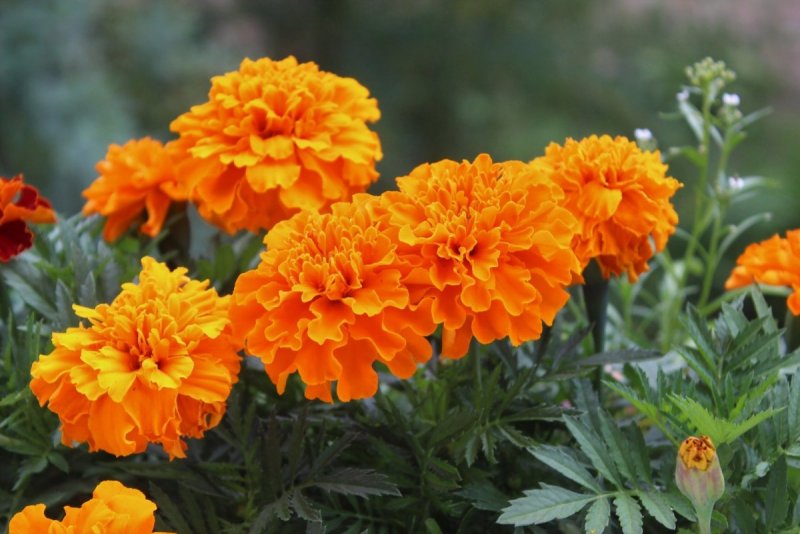 Tagetes patula boy Golden