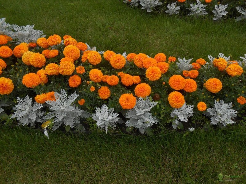 Marigold Таганрог