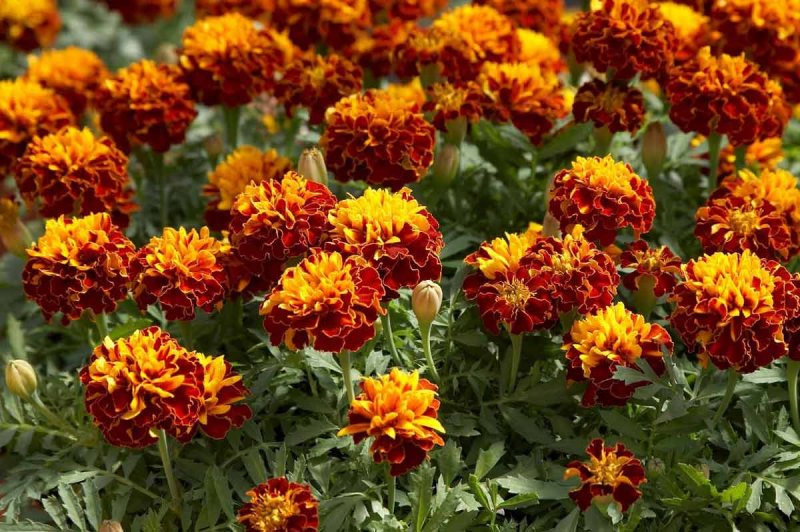Marigold Таганрог
