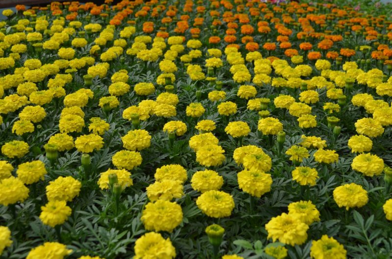 Виола с бархатцами