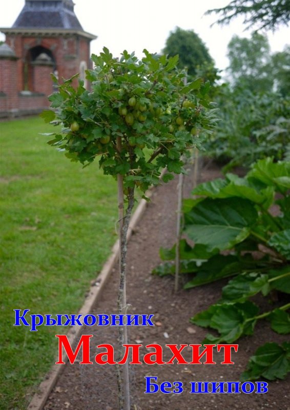 Беккер колоновидный крыжовник