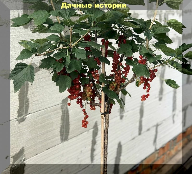 Смородина Университетская штамбовая черная