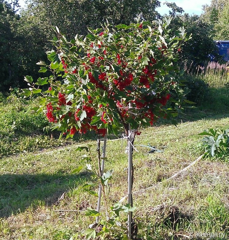 Штамбовая красная смородина