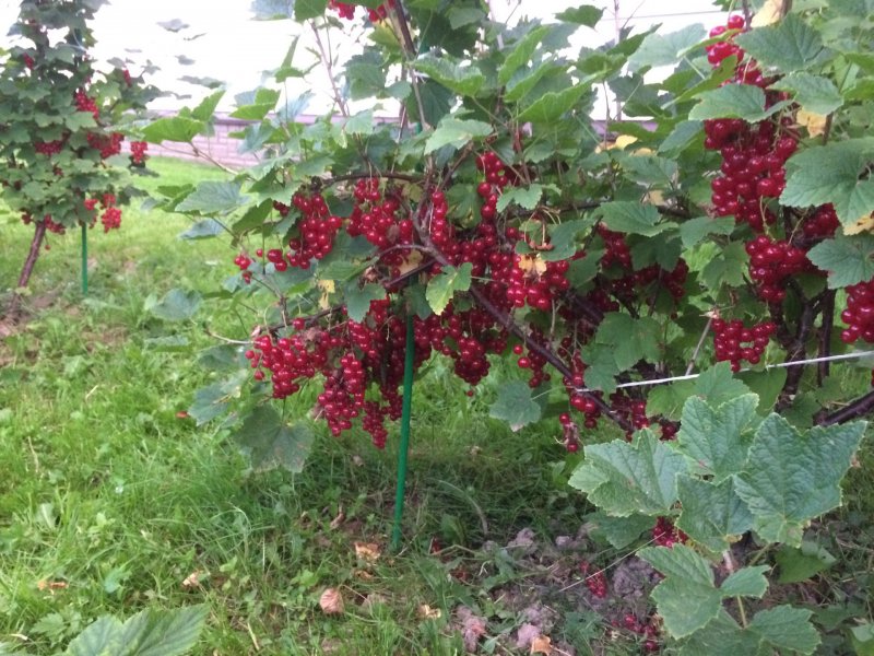 Плакучий тутовник питомник саженцев