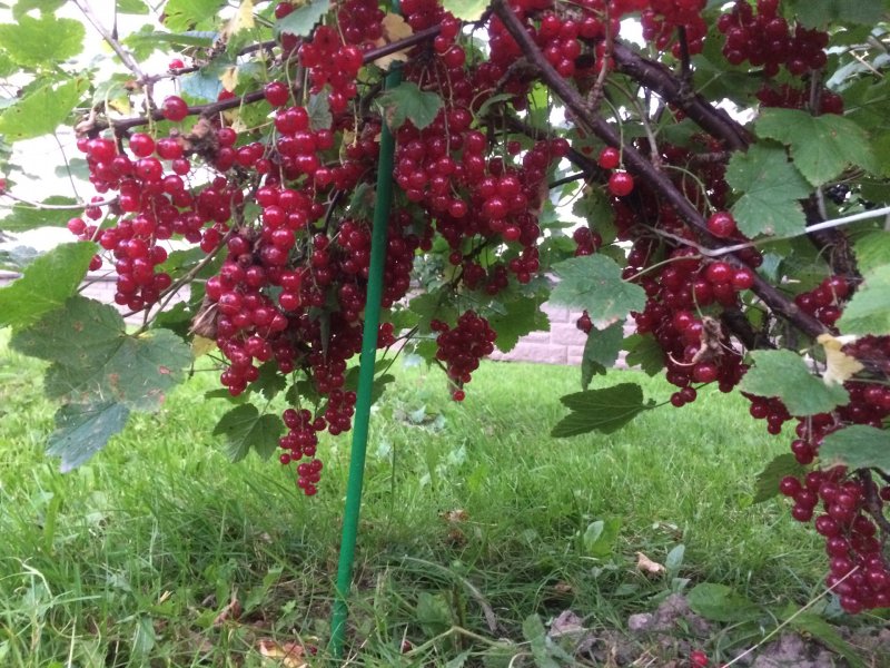 Штамбовая красная смородина