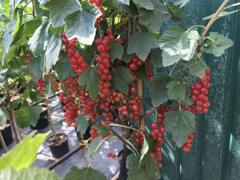 Смородина красная Виксне