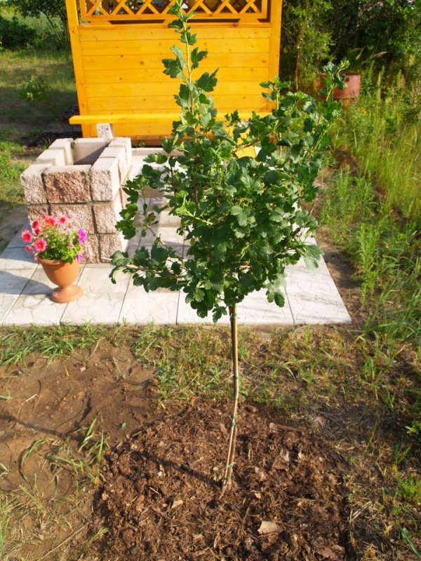 Кизильник Пендула