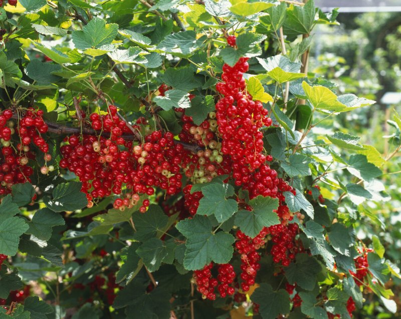 Саженцы красной смородины