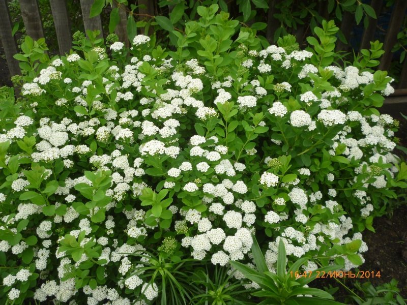 Спирея березолистная Spiraea betulifolia