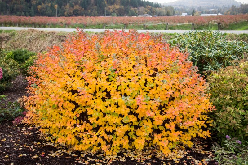 Спирея березолистная (Spiraea betulifolia `Tor`)