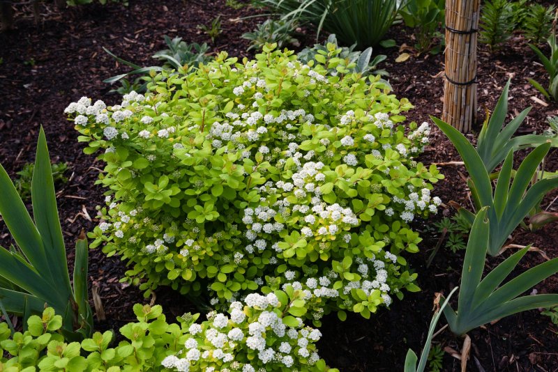 Спирея березолистная Spiraea betulifolia