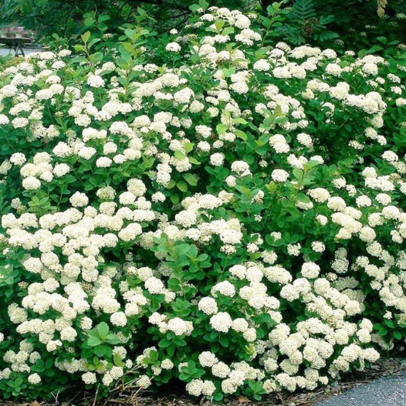 Спирея березолистная (Spiraea betulifolia `torgold`)