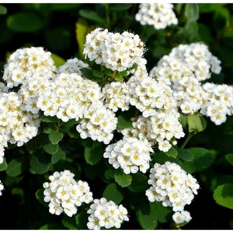 Спирея березолистная (Spiraea betulifolia `torgold`)