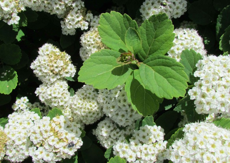 Спирея березолистная "тор Голд" Spiraea betulifolia 'Tor Gold'