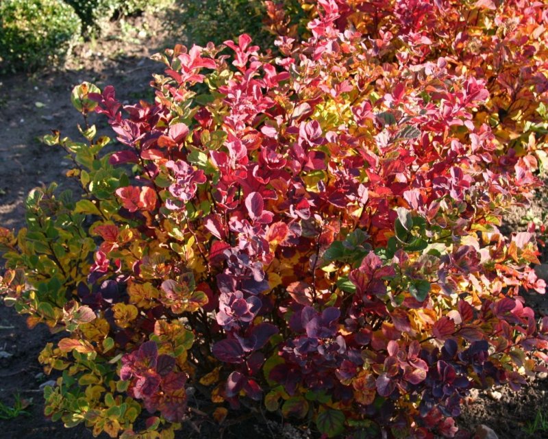 Spiraea betulifolia 'Tor Gold' PBR