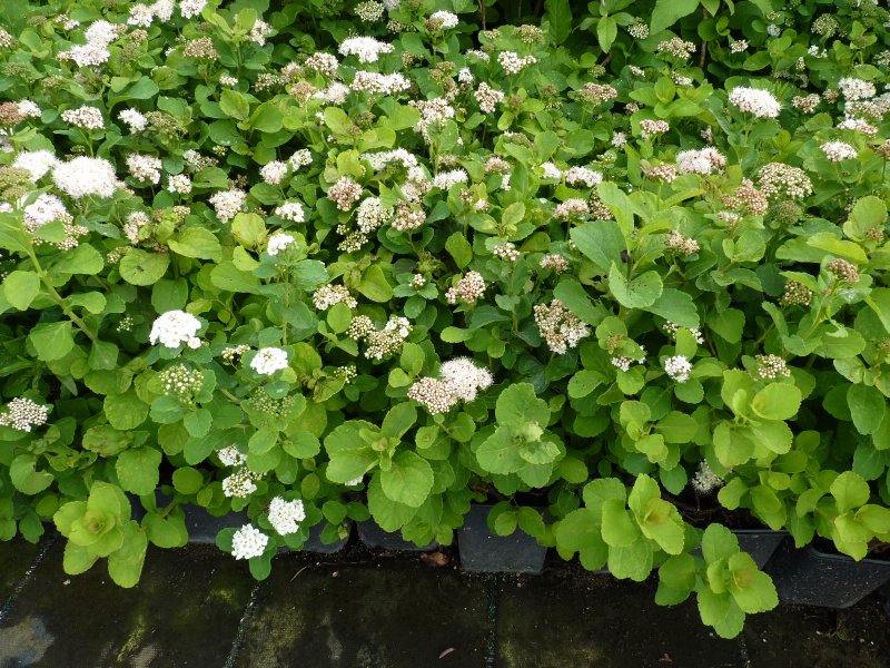 Спирея березолистная Spiraea betulifolia