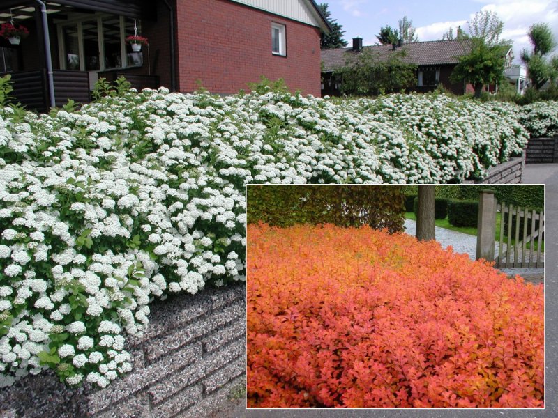 Спирея березолистная Spiraea betulifolia