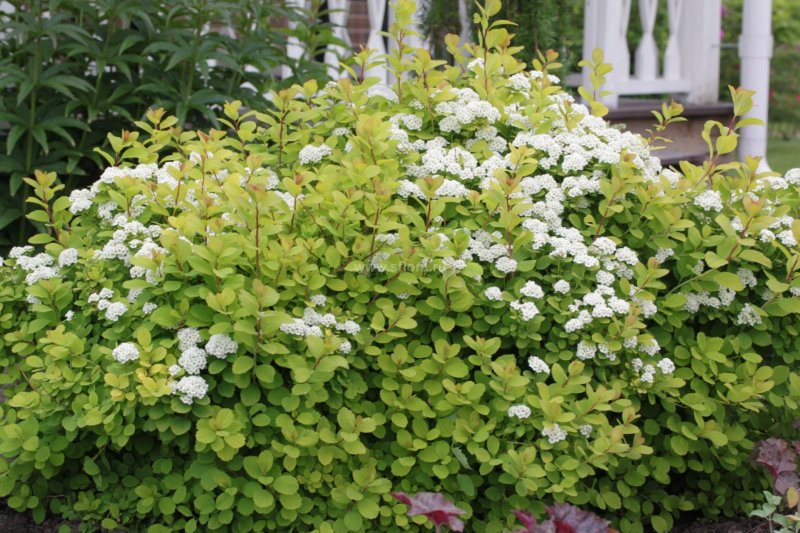 Спирея betulifolia