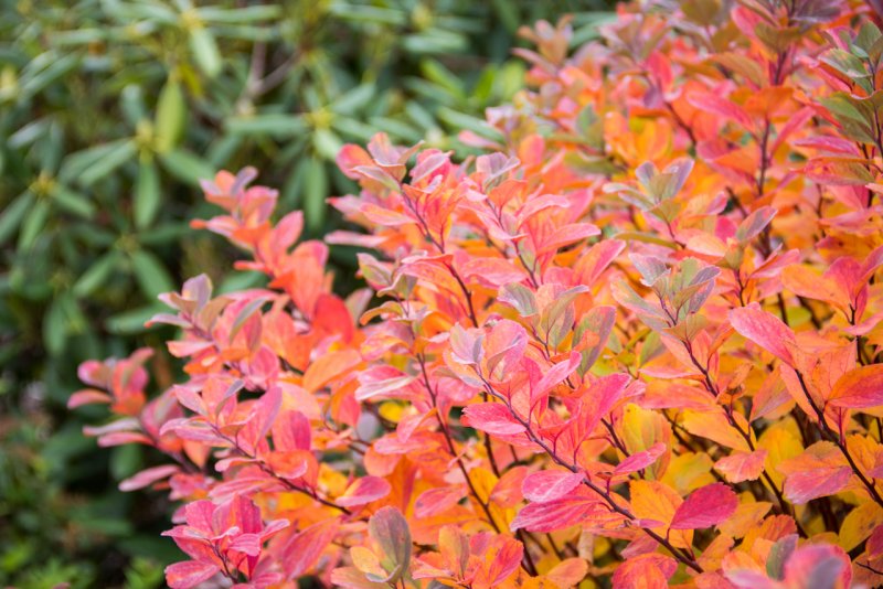 Spiraea betulifolia Tor