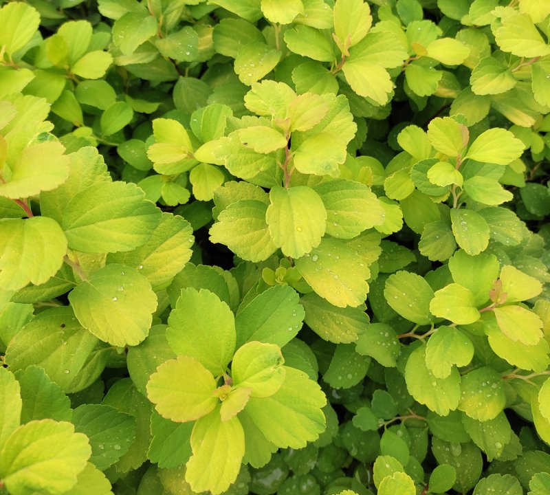 Спирея Вангутта (Spiraea vanhouttei)