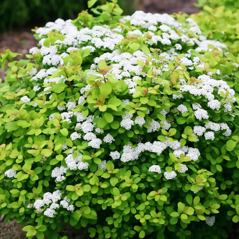 Спирея березолистная Spiraea betulifolia