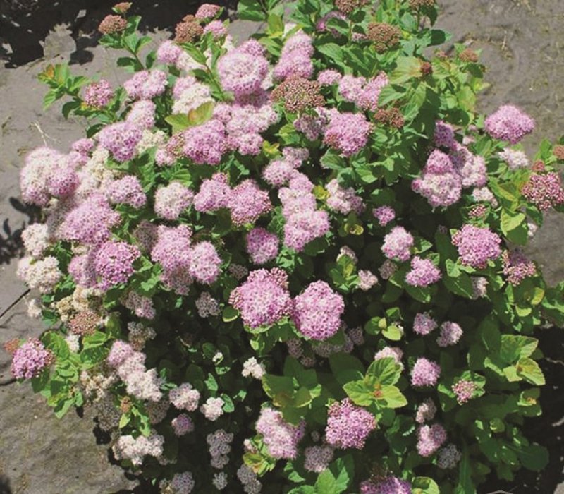 Спирея betulifolia