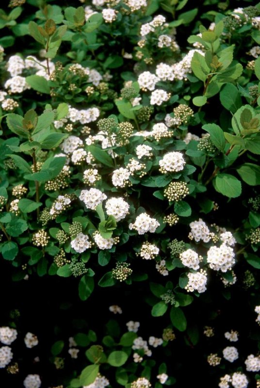 Spiraea betulifolia