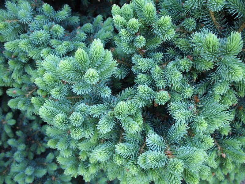 Ель канадская Picea glauca