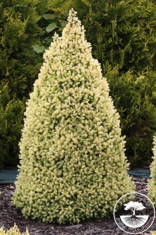 Ель канадская Дейзи Вайт (Picea glauca Daisy's White)