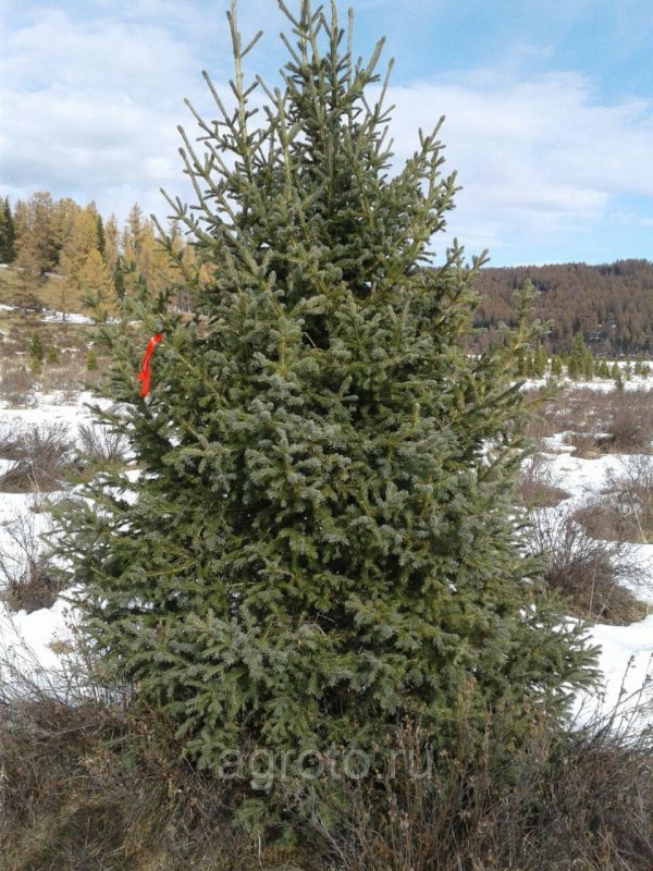 Picea obovata хвоя