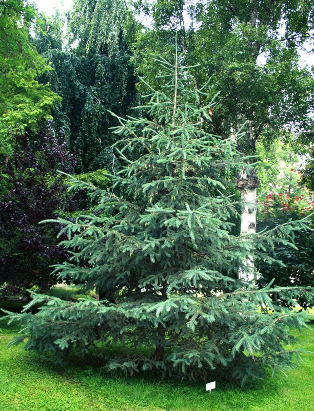 Ель сизая/канадская (Picea glauca pendula c5 30-50 30-50)