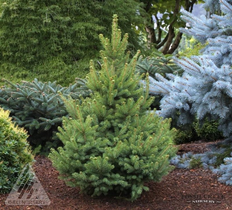 White Spruce Picea glauca