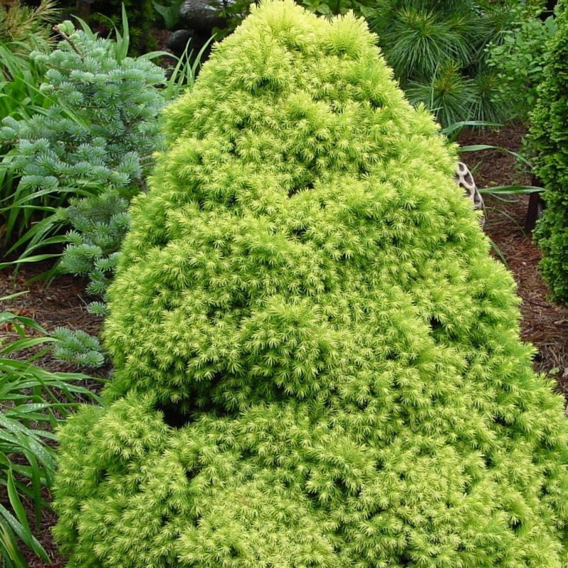 Ель канадская Рэйнбоуз энд (Picea glauca Rainbow's end)