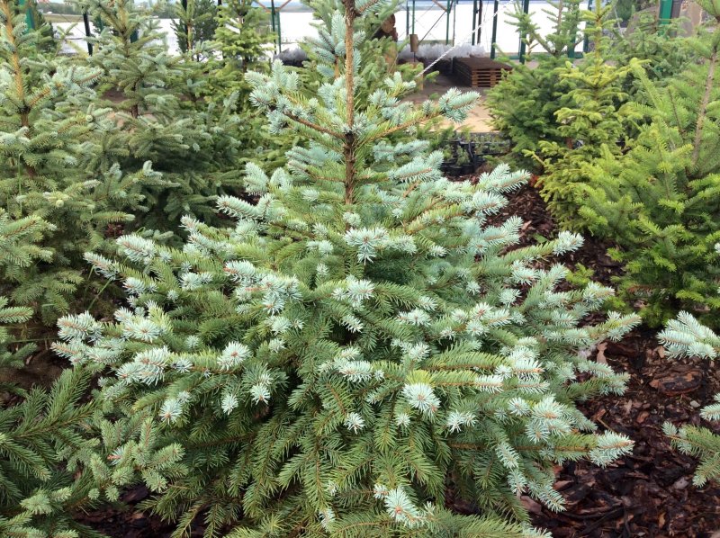 Picea canadensis