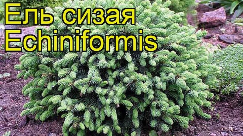 Ель сизая Эхиниформис