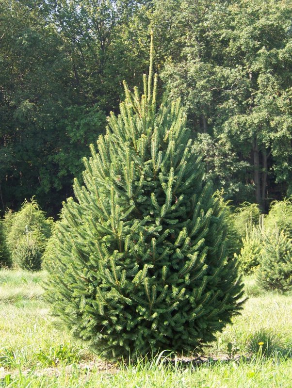 Ель сизая/канадская (Picea glauca conica p9)